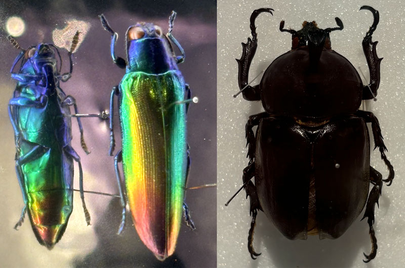 こんな珍しい昆虫も　 左：光輝く「ルリタマムシ」の一種（フィリピン産） 右：オスとメスの特徴が同居するカブトムシの「ギナンドロモルフ」 