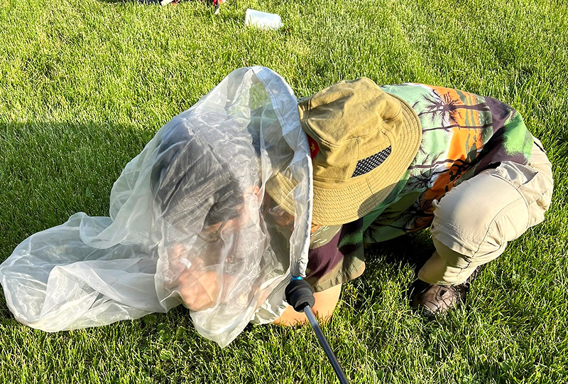 素数ゼミの捕獲活動中！ 