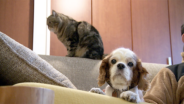 マヌンバ きょうのわんこ 写真5