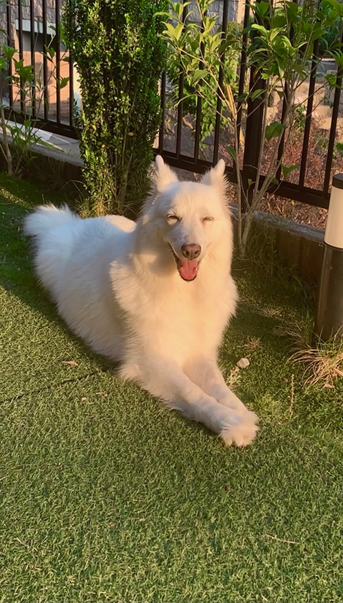 村元 哉中 Kana MURAMOTO