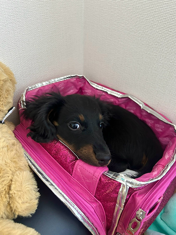 島田 麻央 Mao SHIMADA