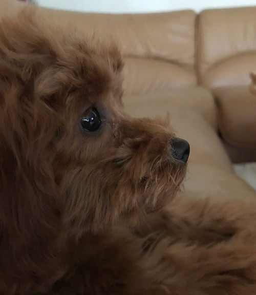 岡 万佑子 Mayuko OKA