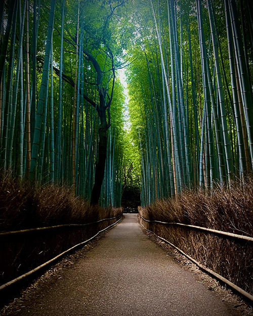 須本 光希 Mitsuki SUMOTO